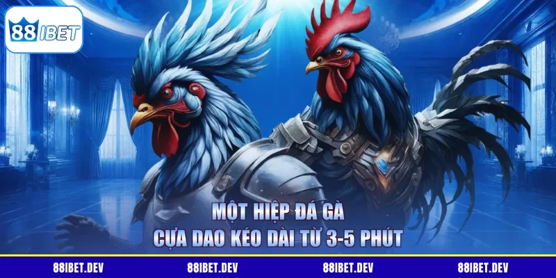 Một hiệp đá gà cựa dao kéo dài từ 3-5 phút